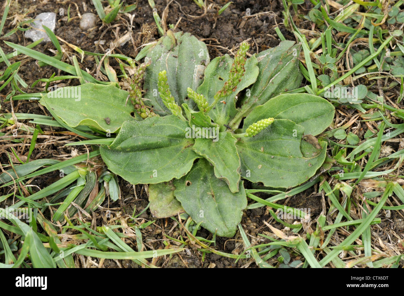Annoso piantaggine Planzago media (Plantaginaceae) Foto Stock
