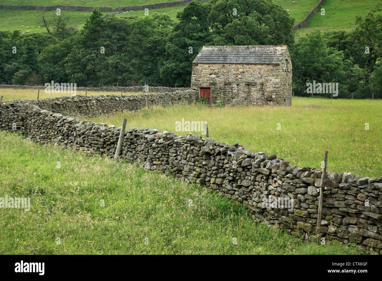 Muro di pietra e fienile in estate vicino a Muker in Swaledale, nello Yorkshire, Inghilterra Foto Stock