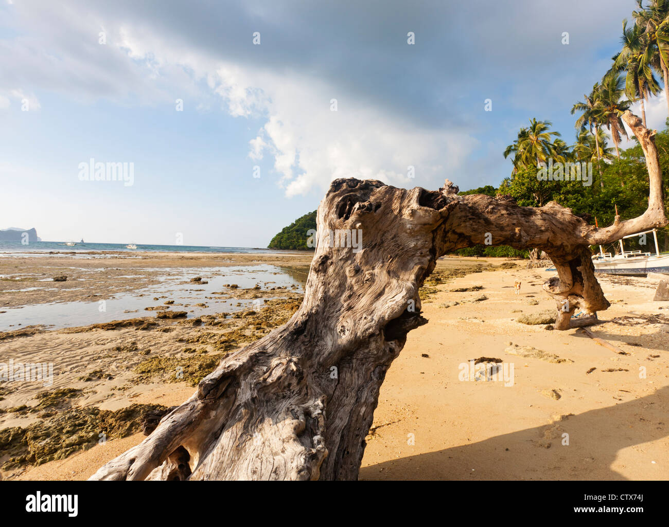 Albero morto sulla spiaggia Foto Stock