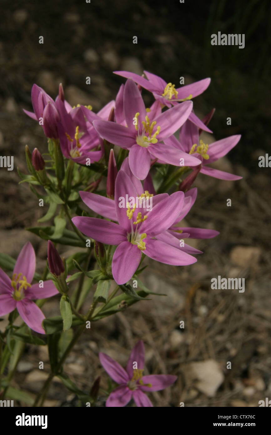 Immagine: Steve gara - Il comune o Unione Centaury (Centaurium erythraea) in Catalogna, Spagna. Foto Stock