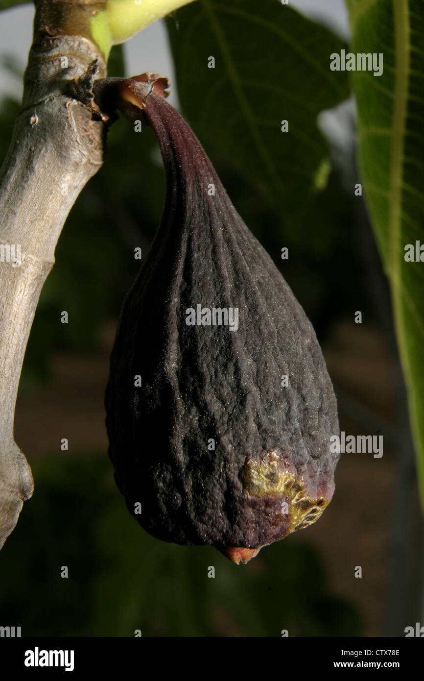 Immagine: Steve Race - siccità-sottolineato Fig (Ficus carica), Catalunya, Spagna. Foto Stock