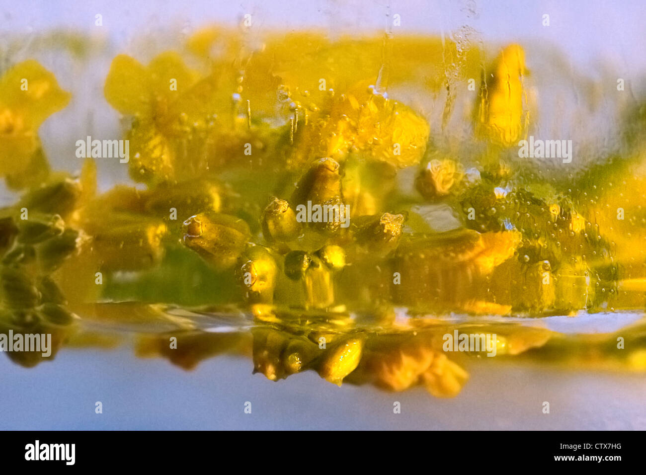 Congelati bel fiore. blossomsin il cubo di ghiaccio Foto Stock