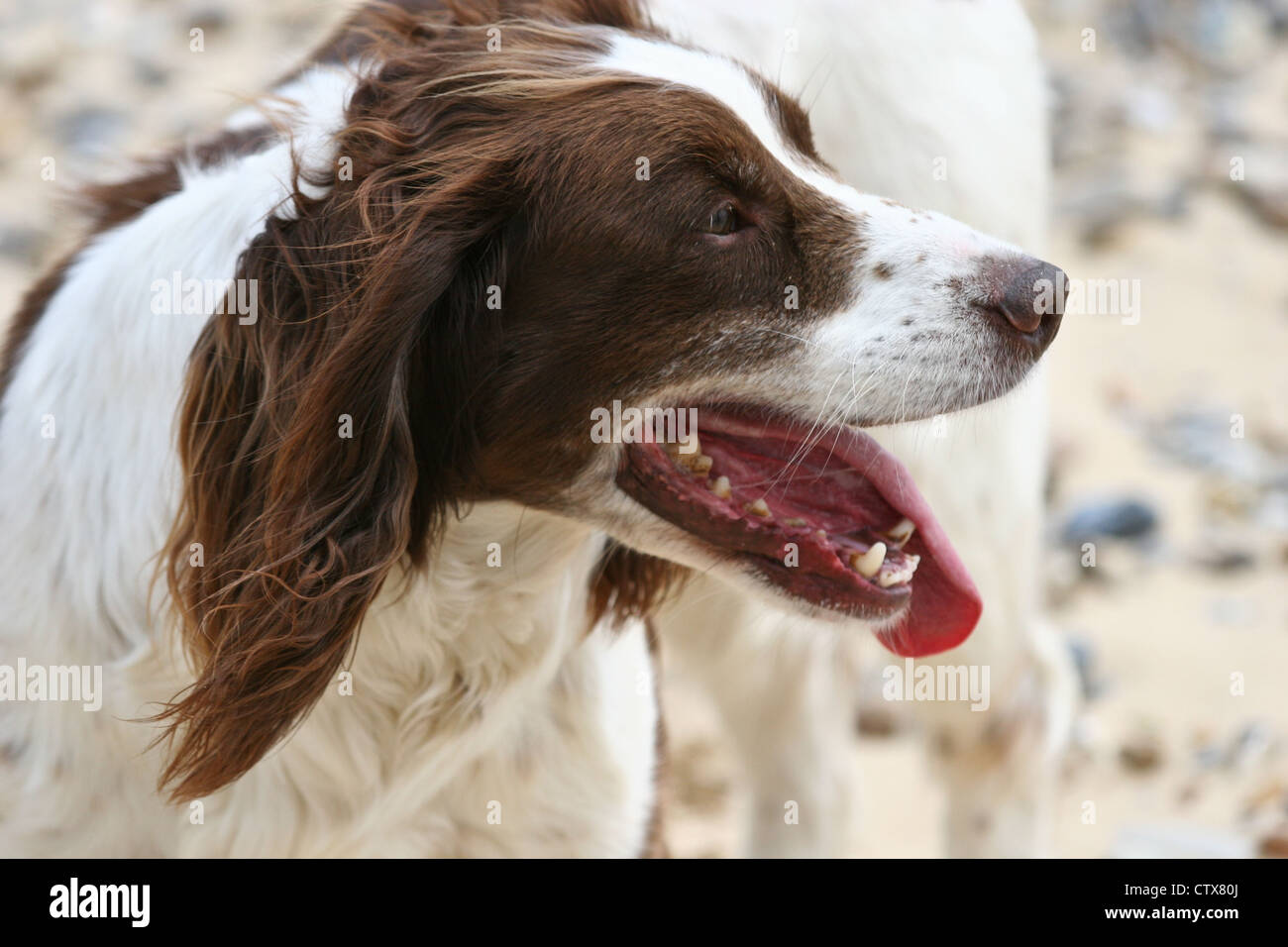 English Springer Spaniel Foto Stock