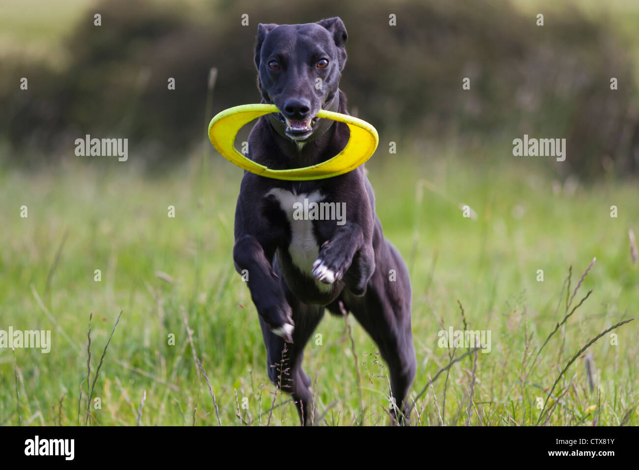 Un cane che esercitano con un cerchio. Foto Stock