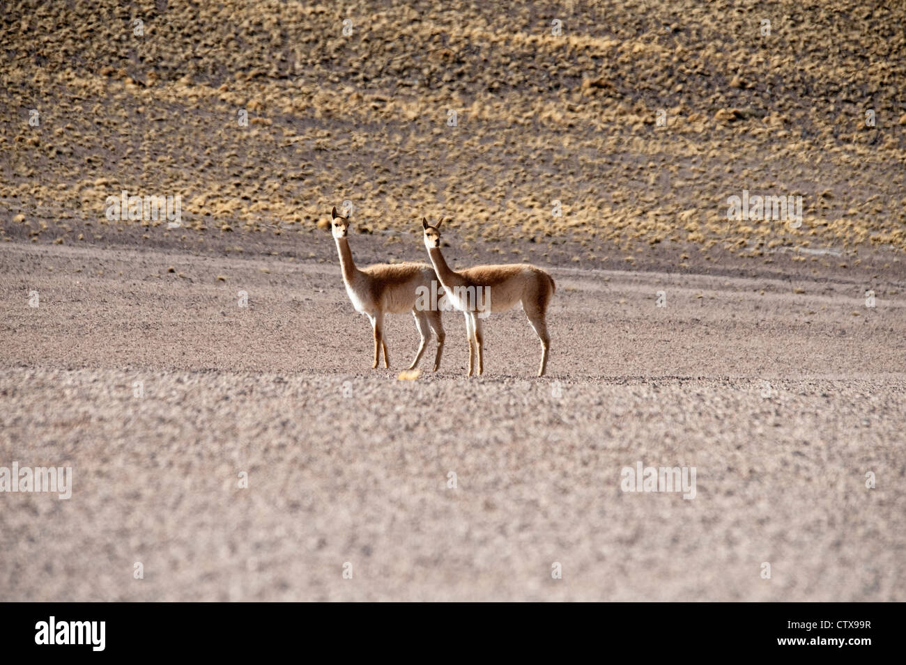 Vicuña (Vicugna vicugna) due piedi su alte zone alpine delle Ande Atacama Nord del Cile Ottobre Foto Stock