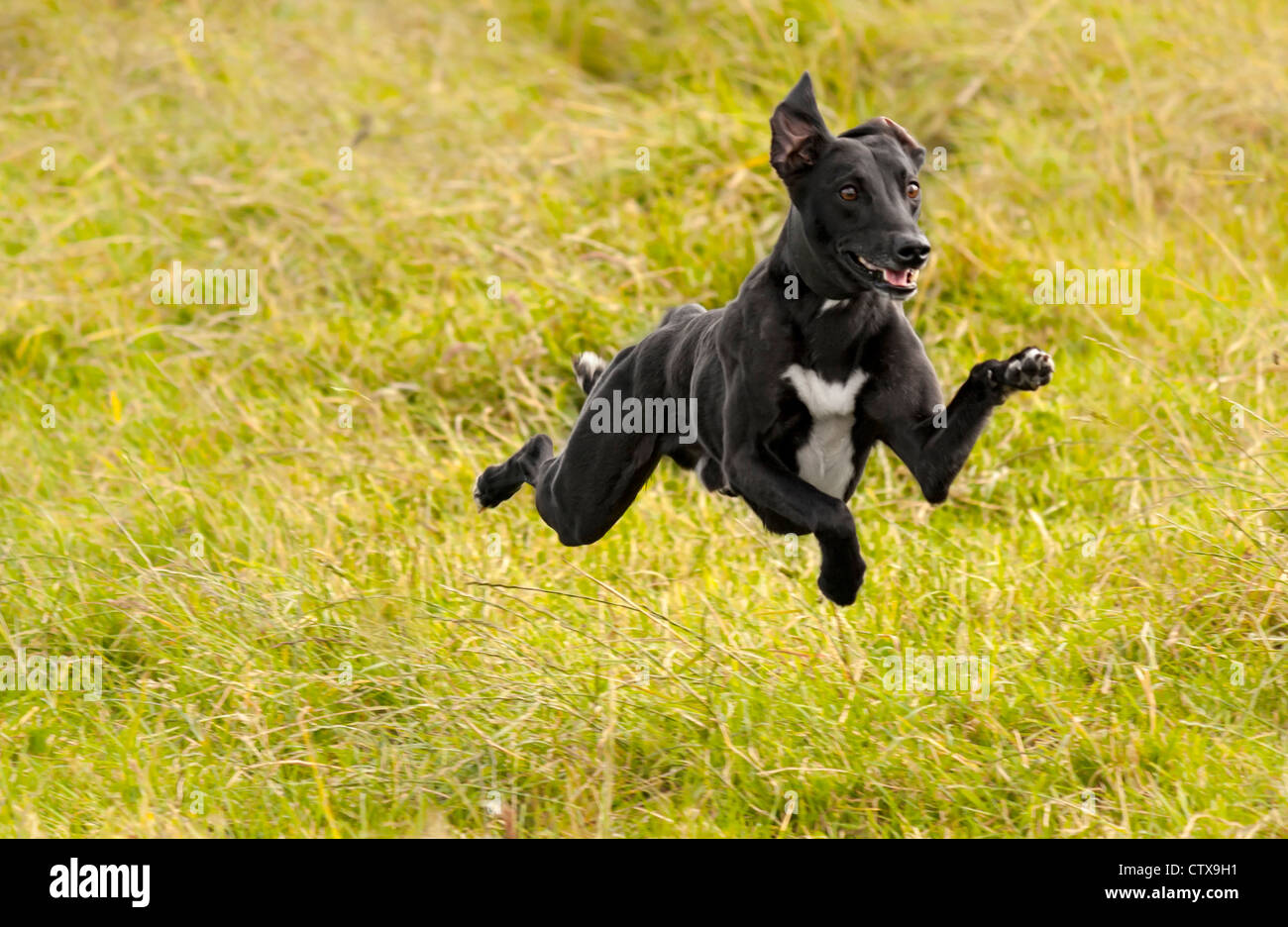 Cane che corre in un campo di erba con tutte e quattro le zampe dal suolo, il cane è un lurcher (incrocio tra un levriero ed un whippet). Foto Stock