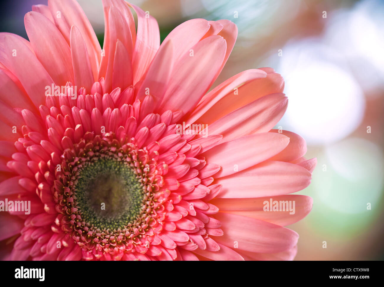 Pink gerbera macro di fiori su un morbido sfondo bokeh di fondo Foto Stock