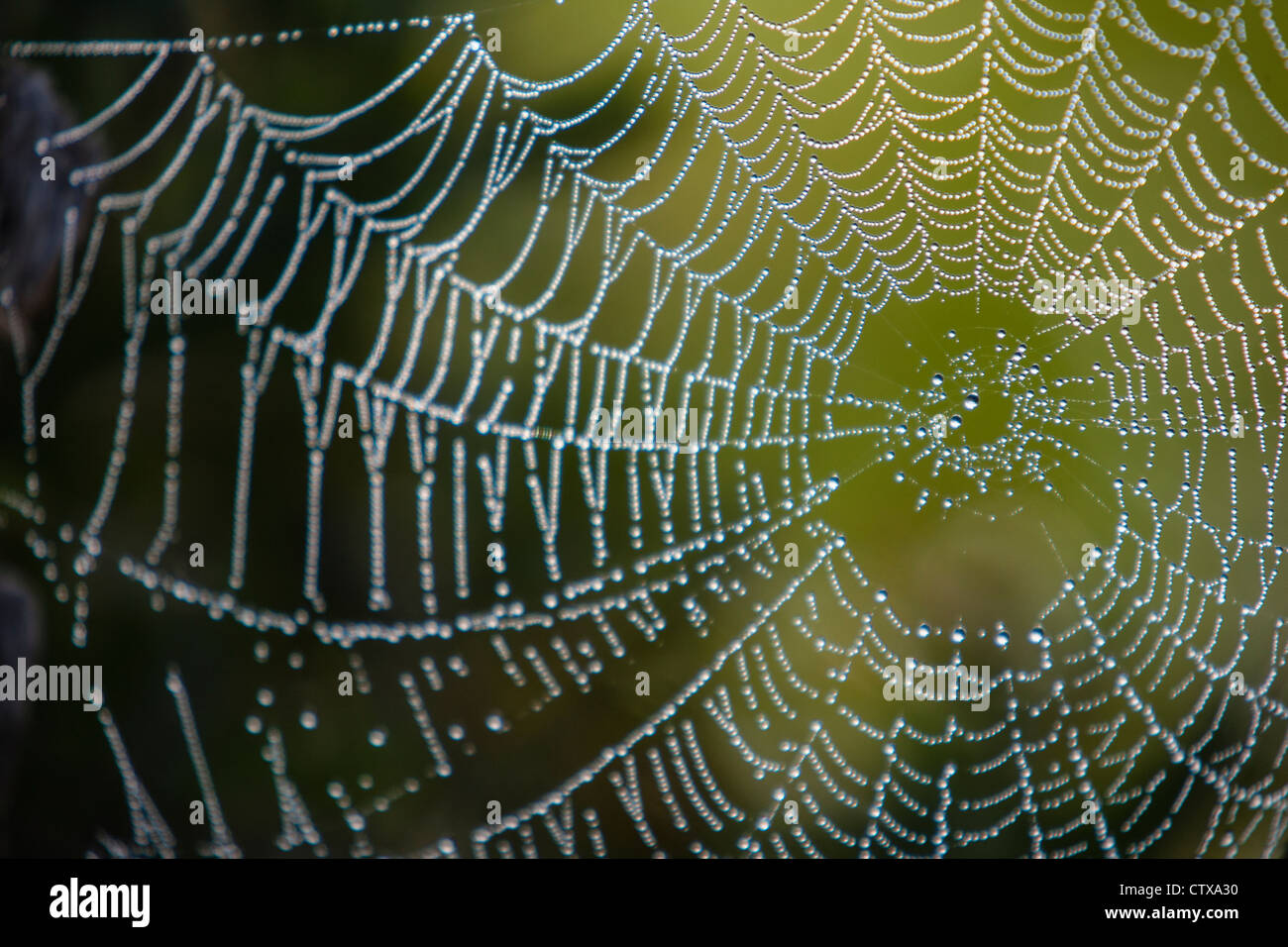 Spider Web di rugiada, Lago Umbagog, New Hampshire, STATI UNITI D'AMERICA Foto Stock