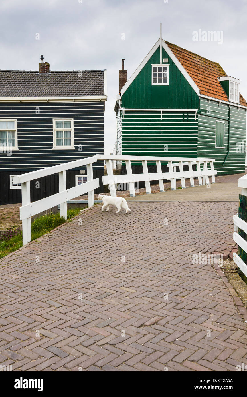 Gatto bianco su strada di mattoni a Marken, un villaggio di pescatori e turismo in Nord Olanda, Paesi Bassi. Foto Stock