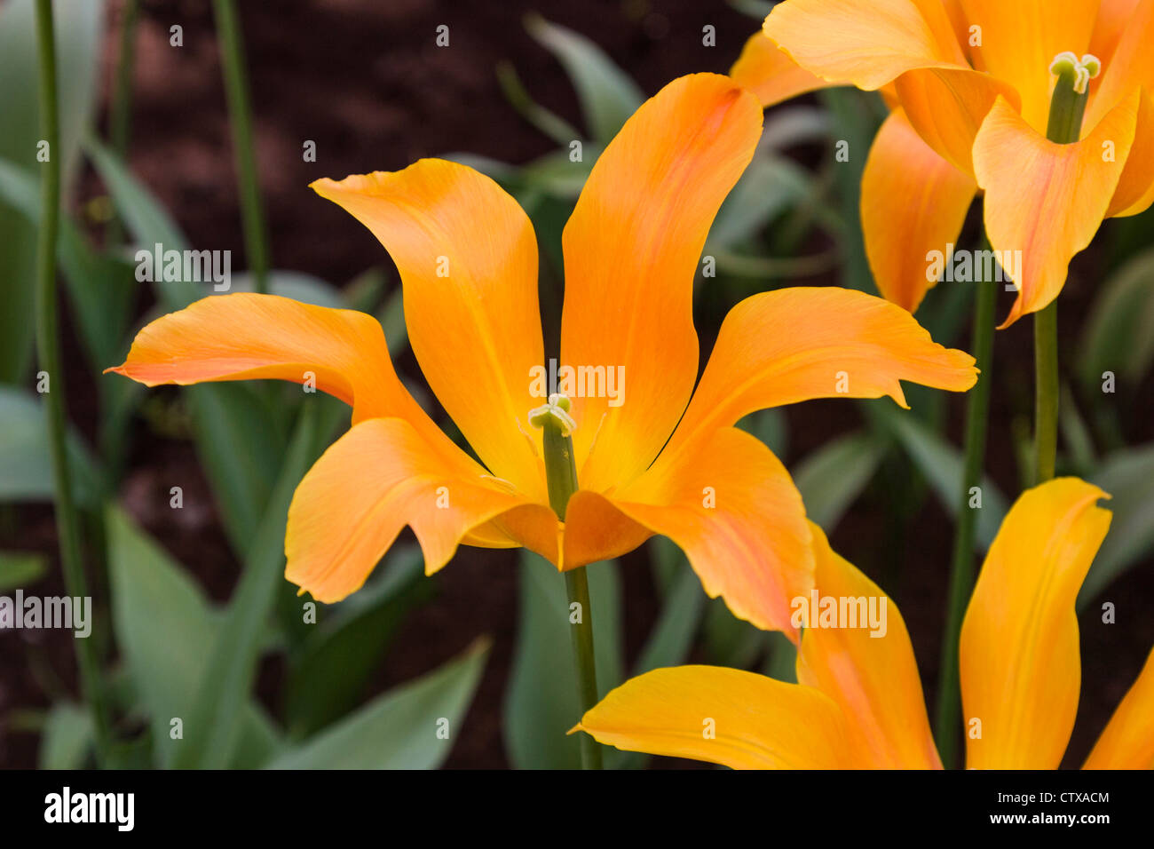 Tulipano in fiore, Tulipa 'BALLERINa', nei Giardini Keukenhof nei Paesi Bassi. Foto Stock