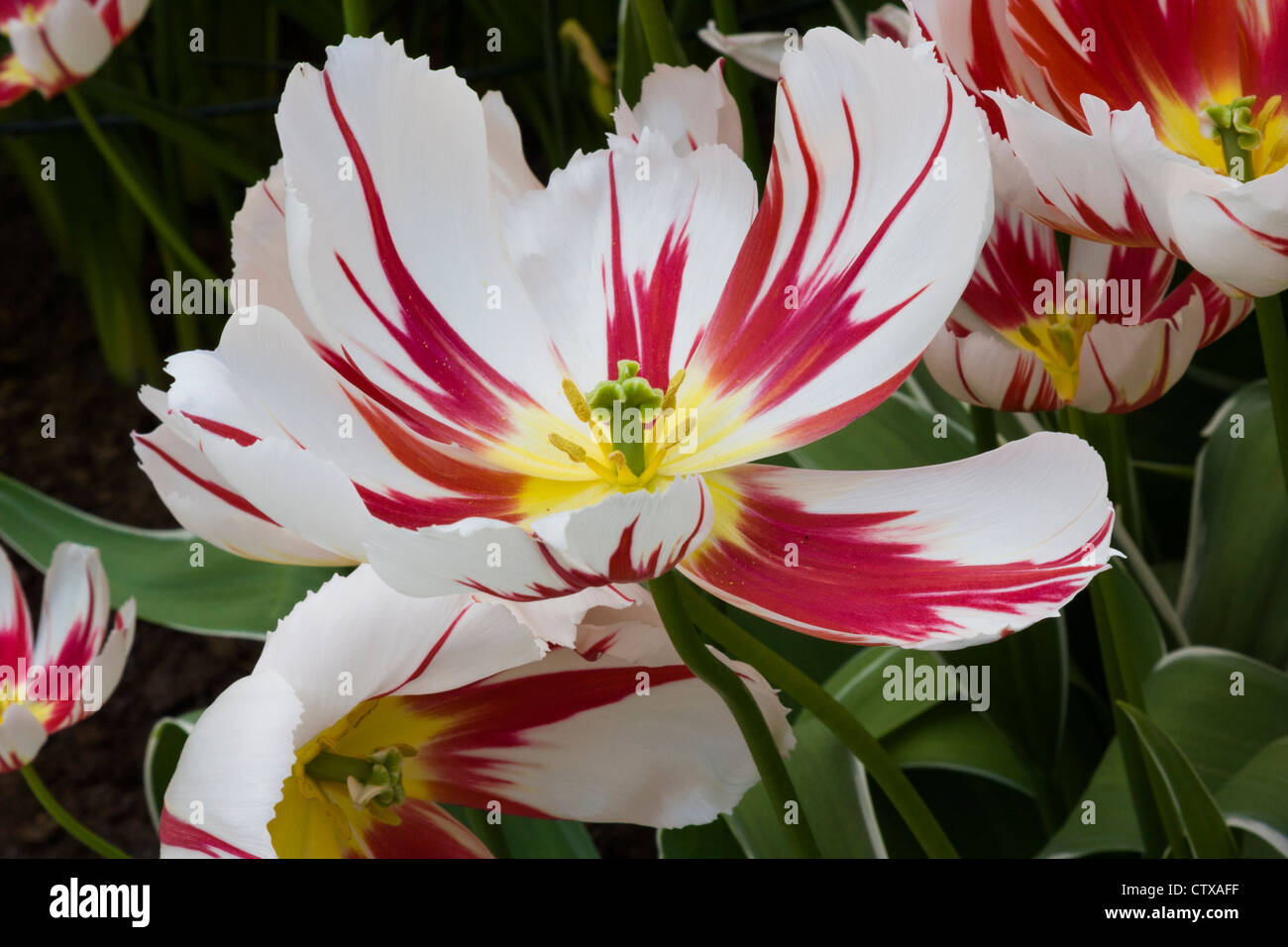 Trionfo Tulip, Tulipa trionfo 'felice generazione', a Giardini Keukenhof in South Holland, Paesi Bassi. Foto Stock
