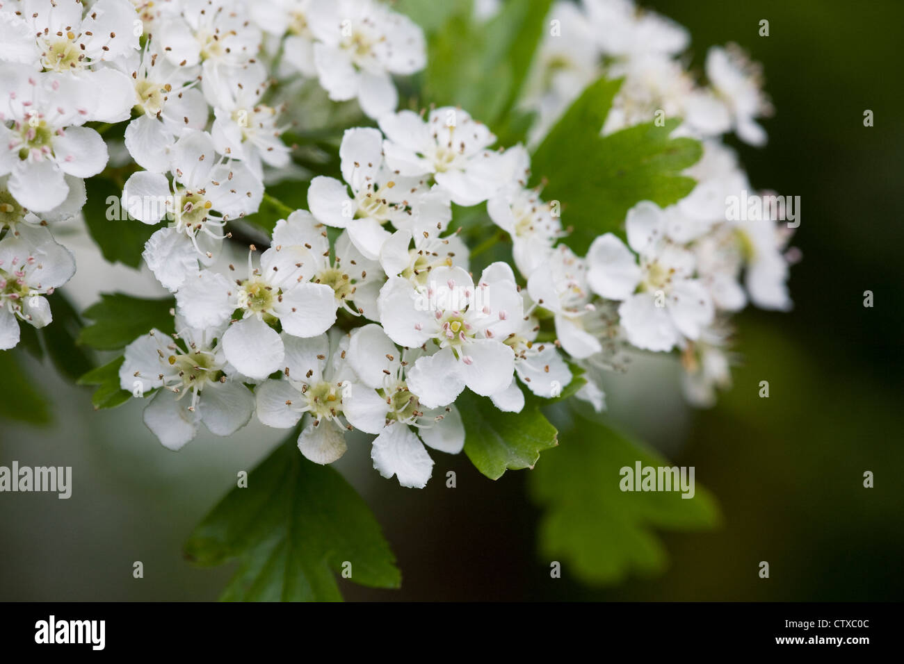 Crataegus monogyna blossom. Biancospino fiorisce in primavera. Foto Stock