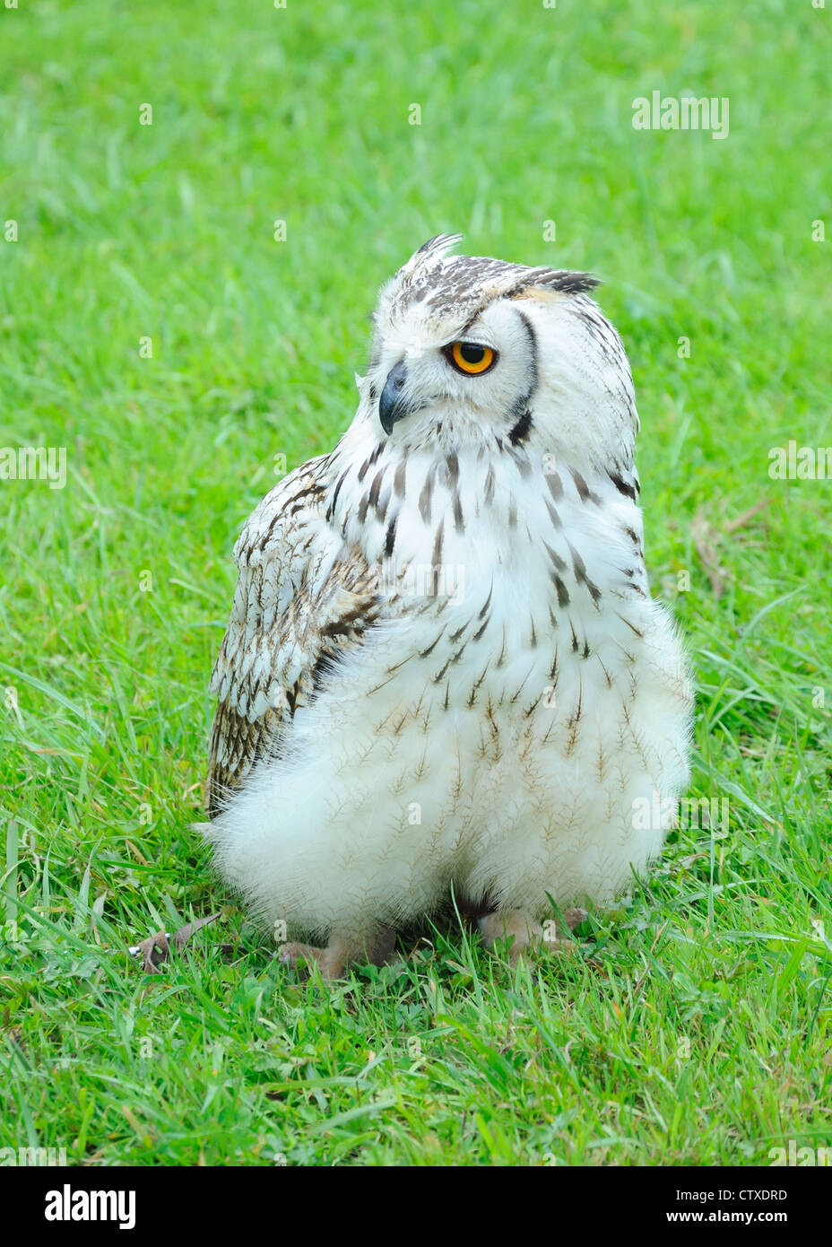 Il Eagle-Owl indiano chiamato anche la roccia Eagle-Owl Bengala o il gufo reale. Bubo bengalensis Foto Stock