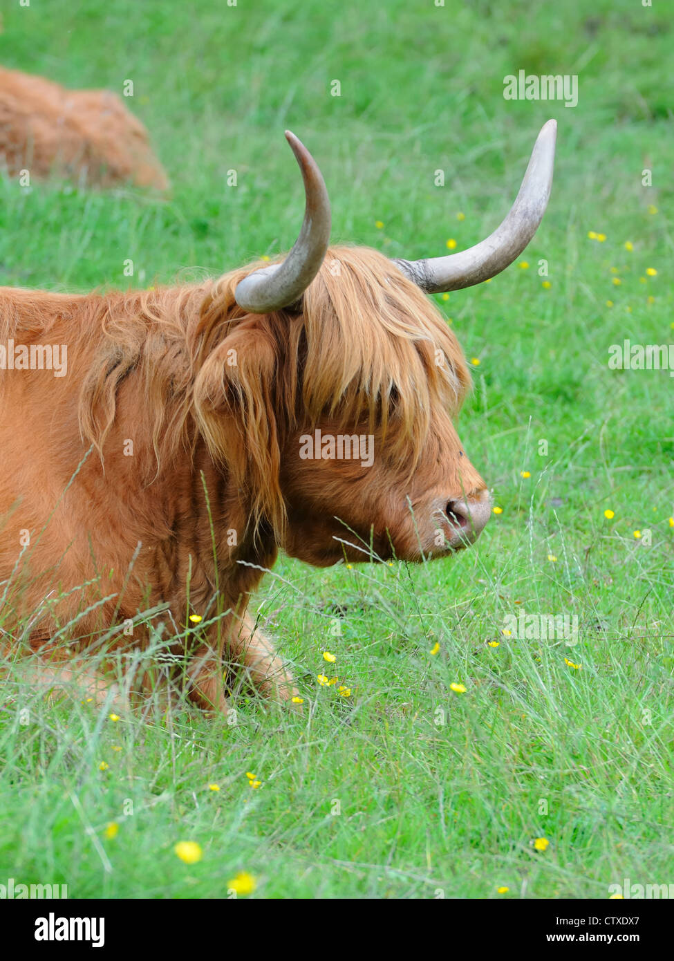 Highland bovini (Bos taurus) a Pollok Park, Glasgow, Scotland, Regno Unito. Foto Stock