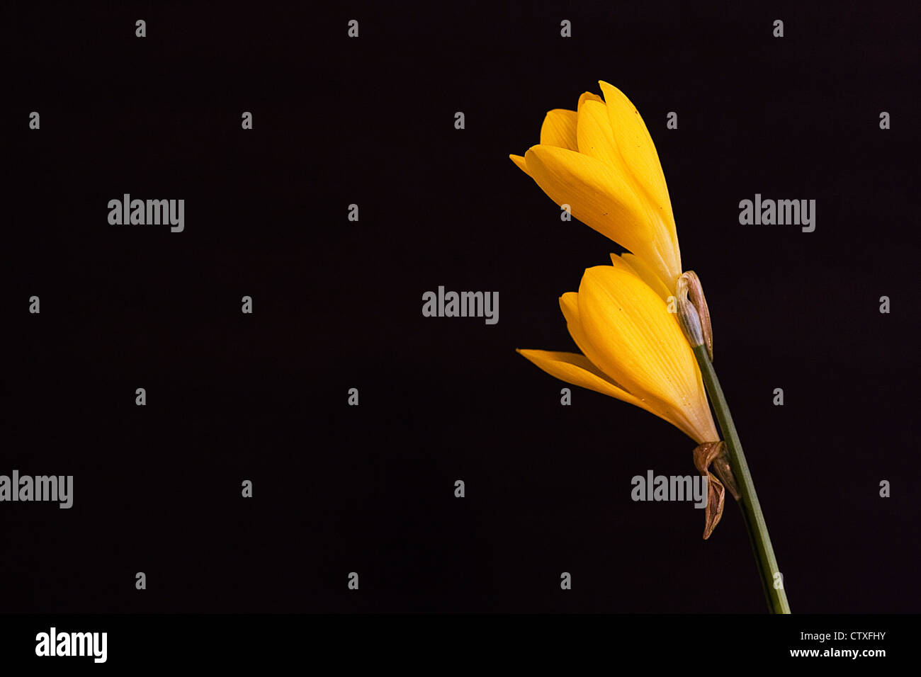 Crochi giallo fiore nel vaso isolato su sfondo nero Foto Stock