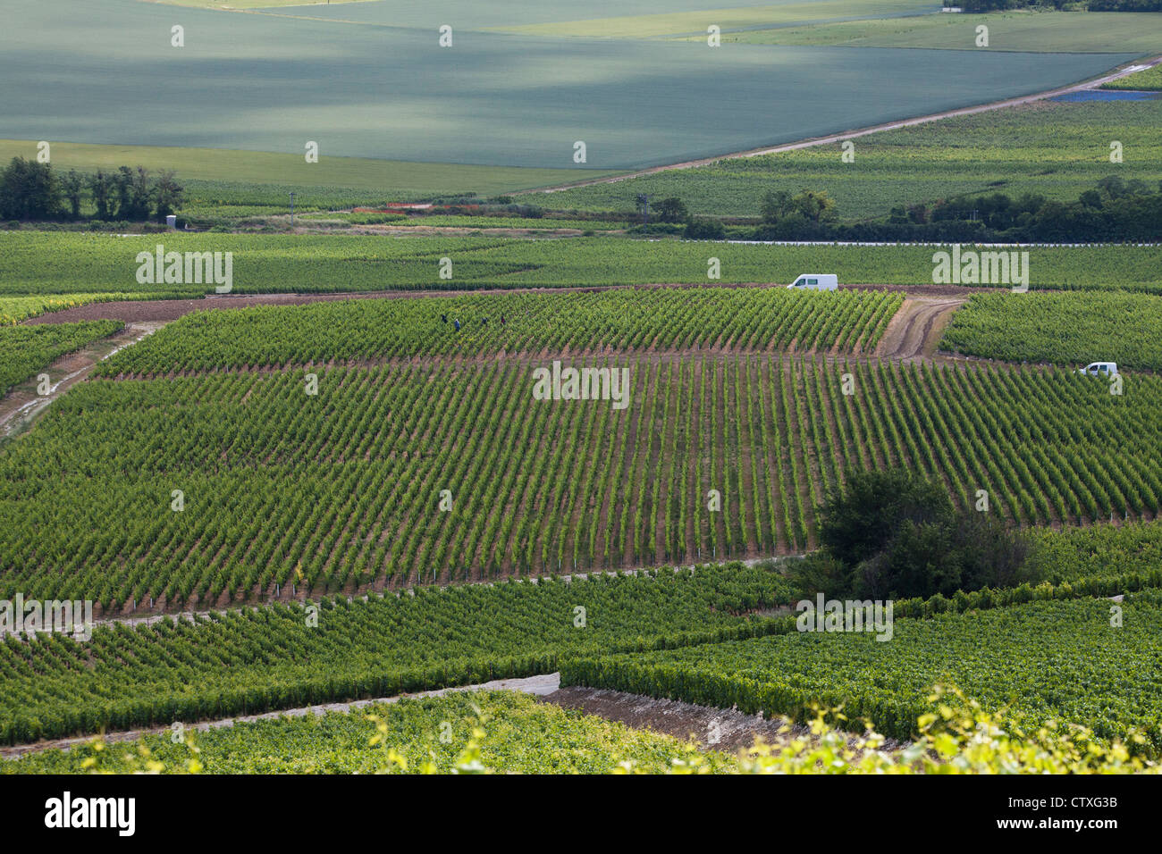 Vigneto in champagne, Francia Foto Stock