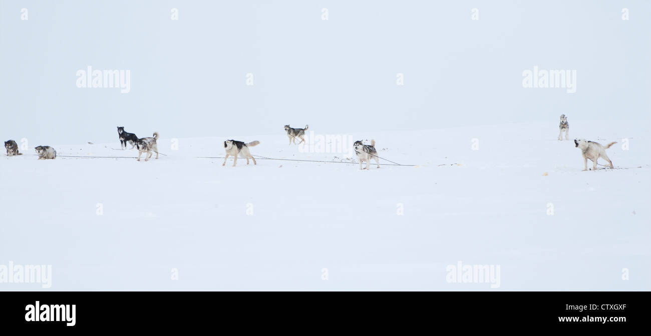 Snow sled sul polo nroth Foto Stock