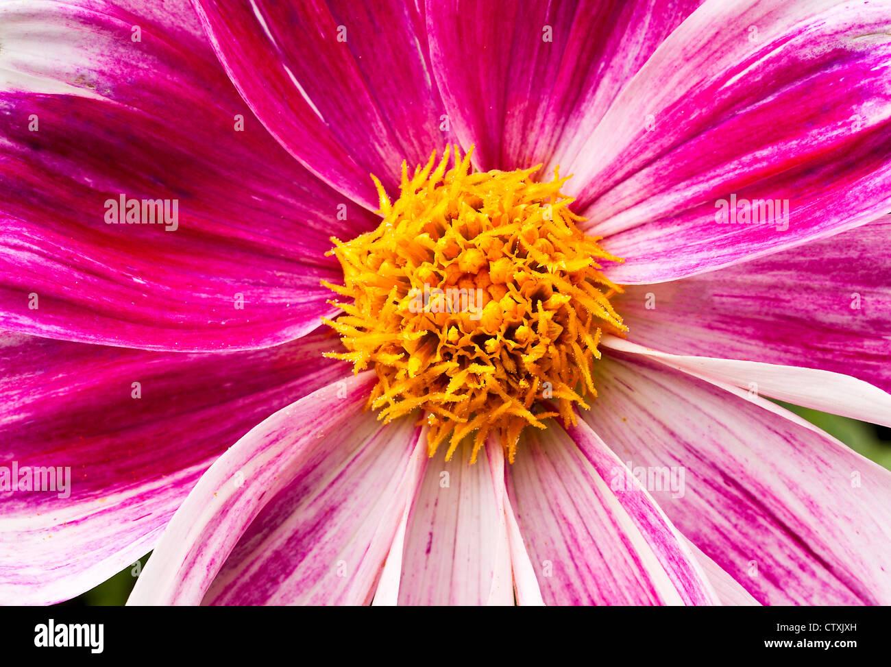 Primo piano di una rosa Viola Bianco e Giallo Fiore Dahlia Fiore in un giardino di Cheshire England Regno Unito Regno Unito Foto Stock