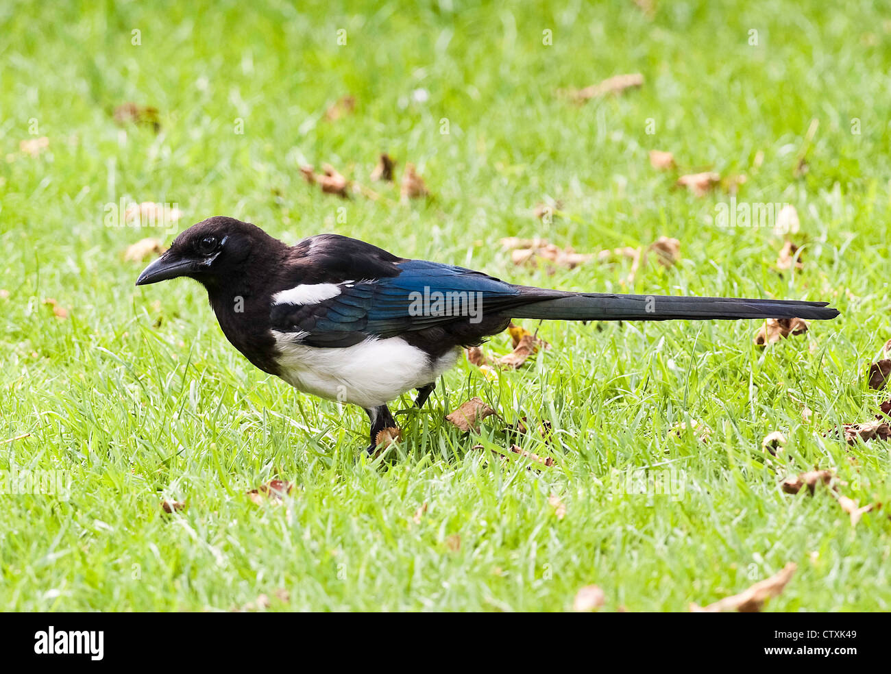 Il piumaggio iridescente di una gazza alimentazione su un prato in un giardino di Cheshire England Regno Unito Regno Unito Foto Stock