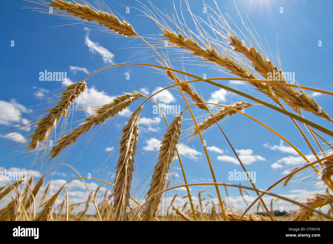 Campo di colture in cielo blu Foto Stock