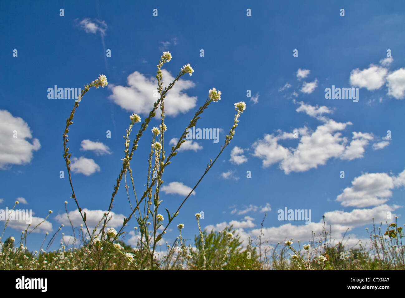 Sprinq fiori di campo in cielo blu Foto Stock