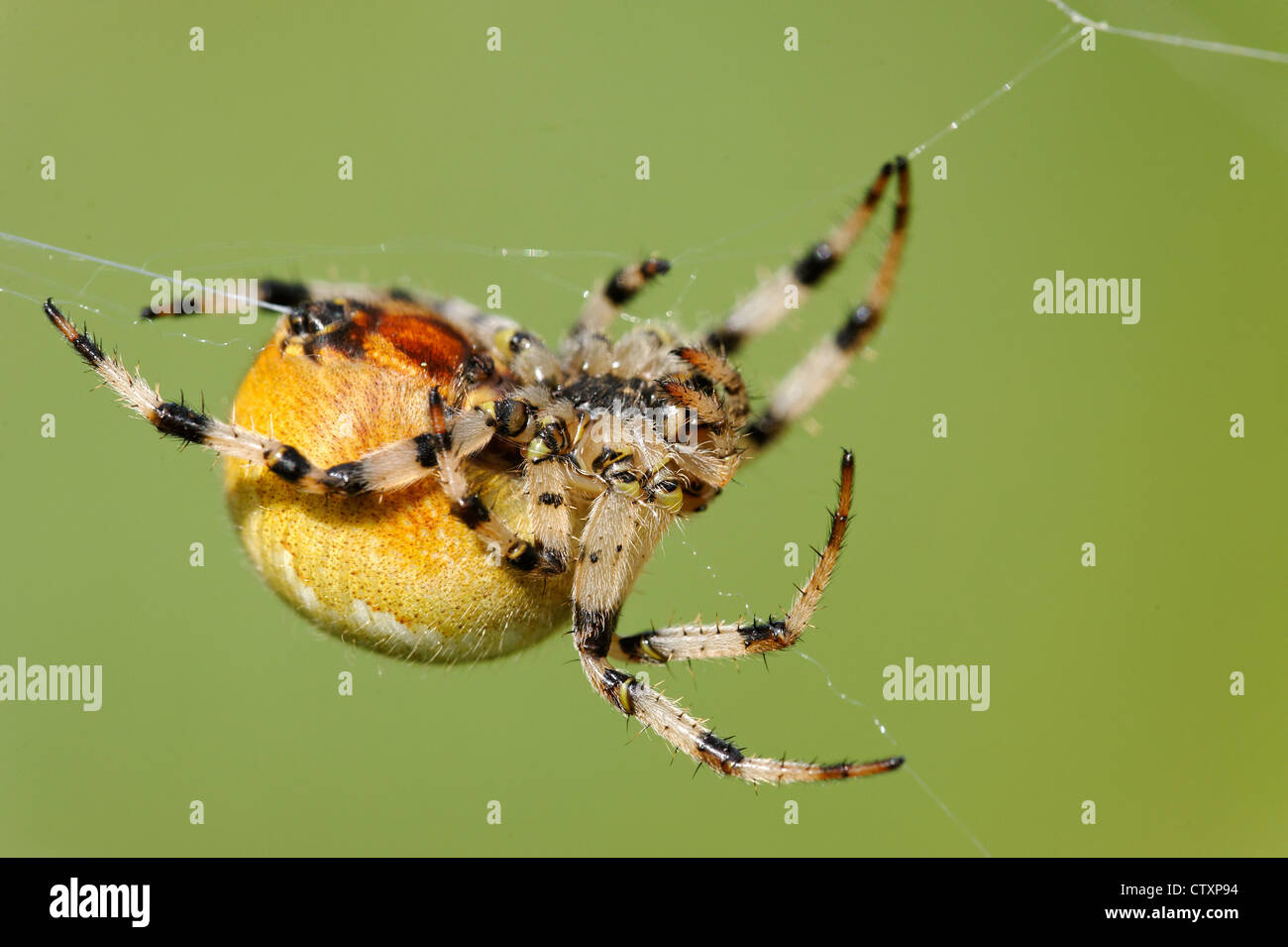 Giardino europeo spider (Araneus diadematus) Foto Stock