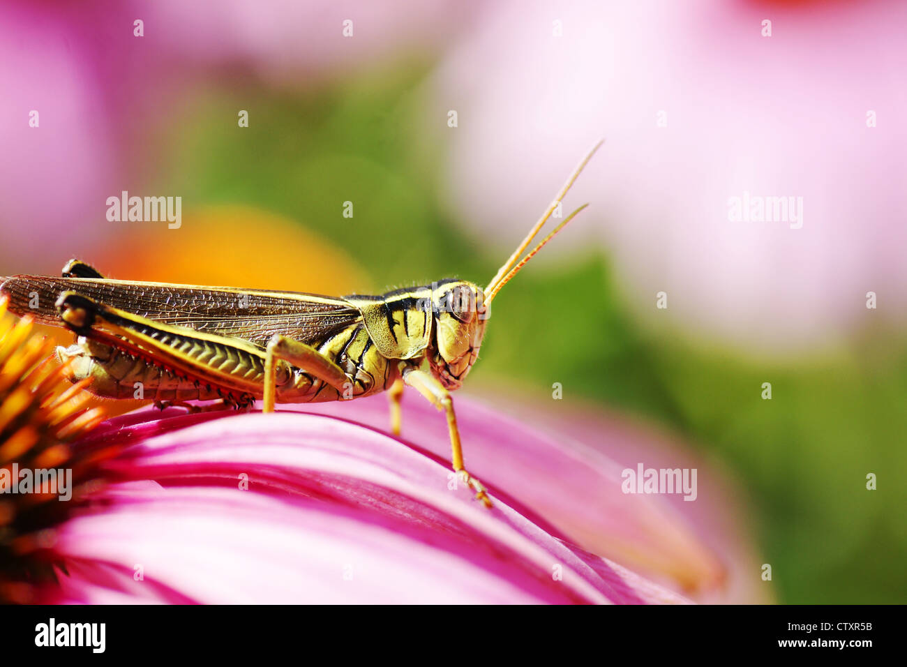 Dettaglio grande ripresa macro di un rosso-gambe grasshopper, Melanophus femurrubrum, tra rosa coneflowers,perfetta di insetti o di natura w Foto Stock