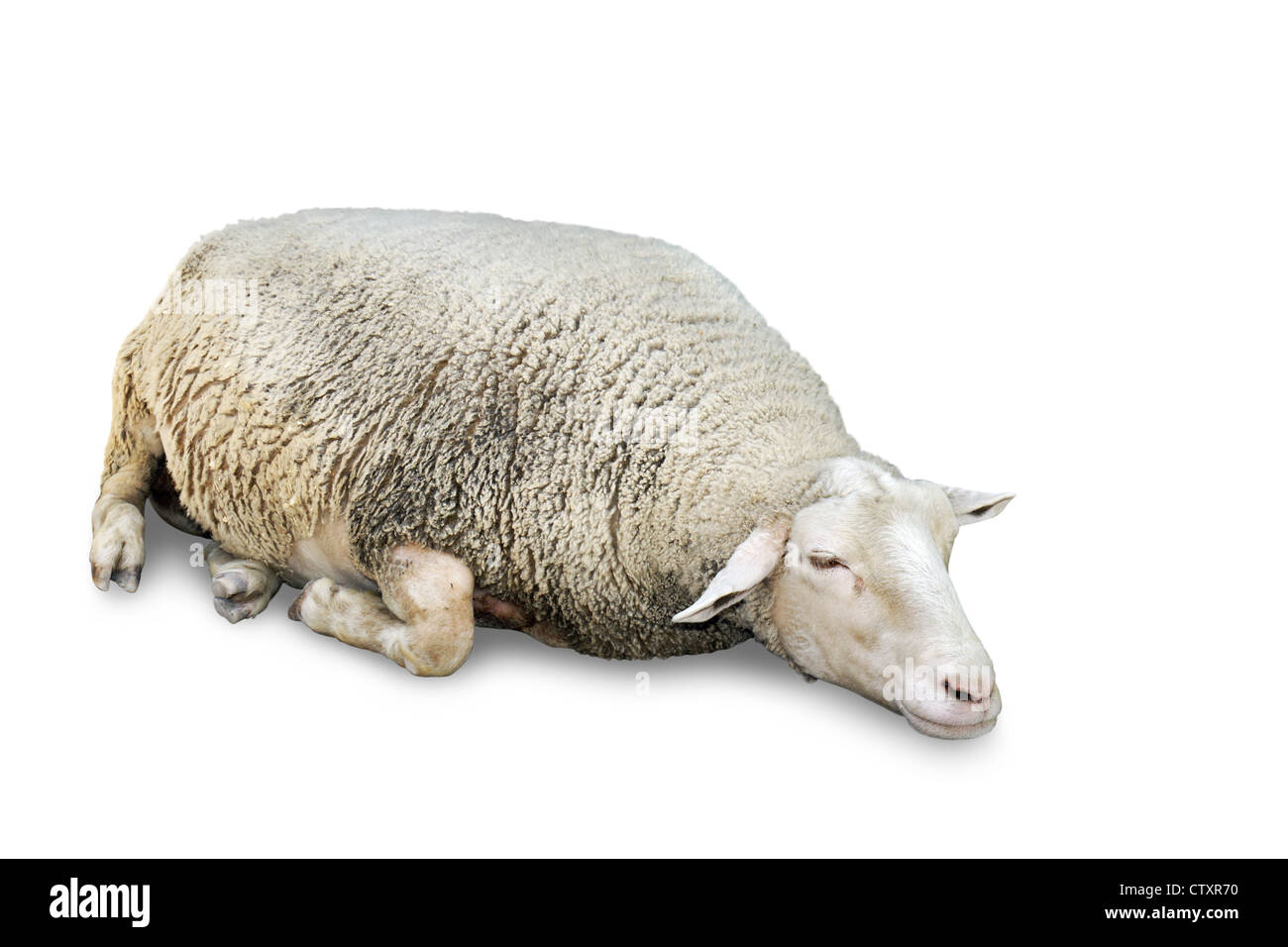 Dettagli di un simpatico sleeping pecore con un sacco di lana, isolato su bianco con copia spazio. Foto Stock