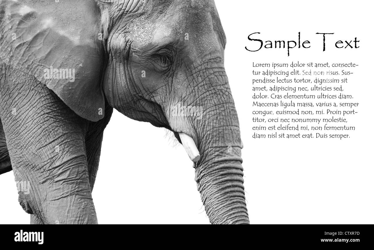 Molto potente ritratto in bianco e nero di un maturo dell' elefante africano, cercando depresso o triste, grande Dettagli di pelle. Foto Stock