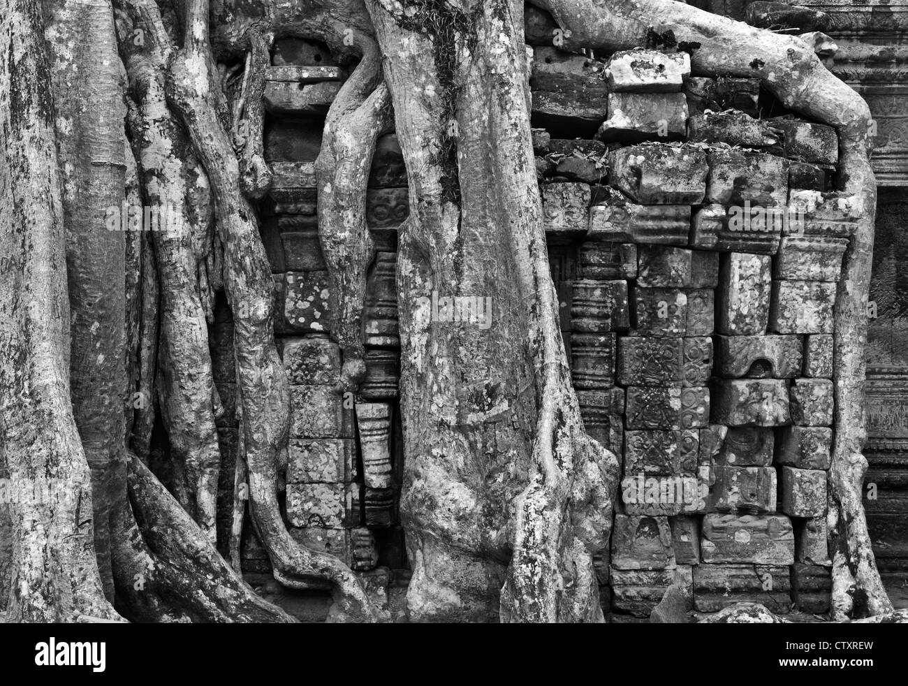 Seta e cotone radici di albero che cresce su lato SE di Gopura III, Ta Prohm tempio di Angkor, Cambogia Foto Stock