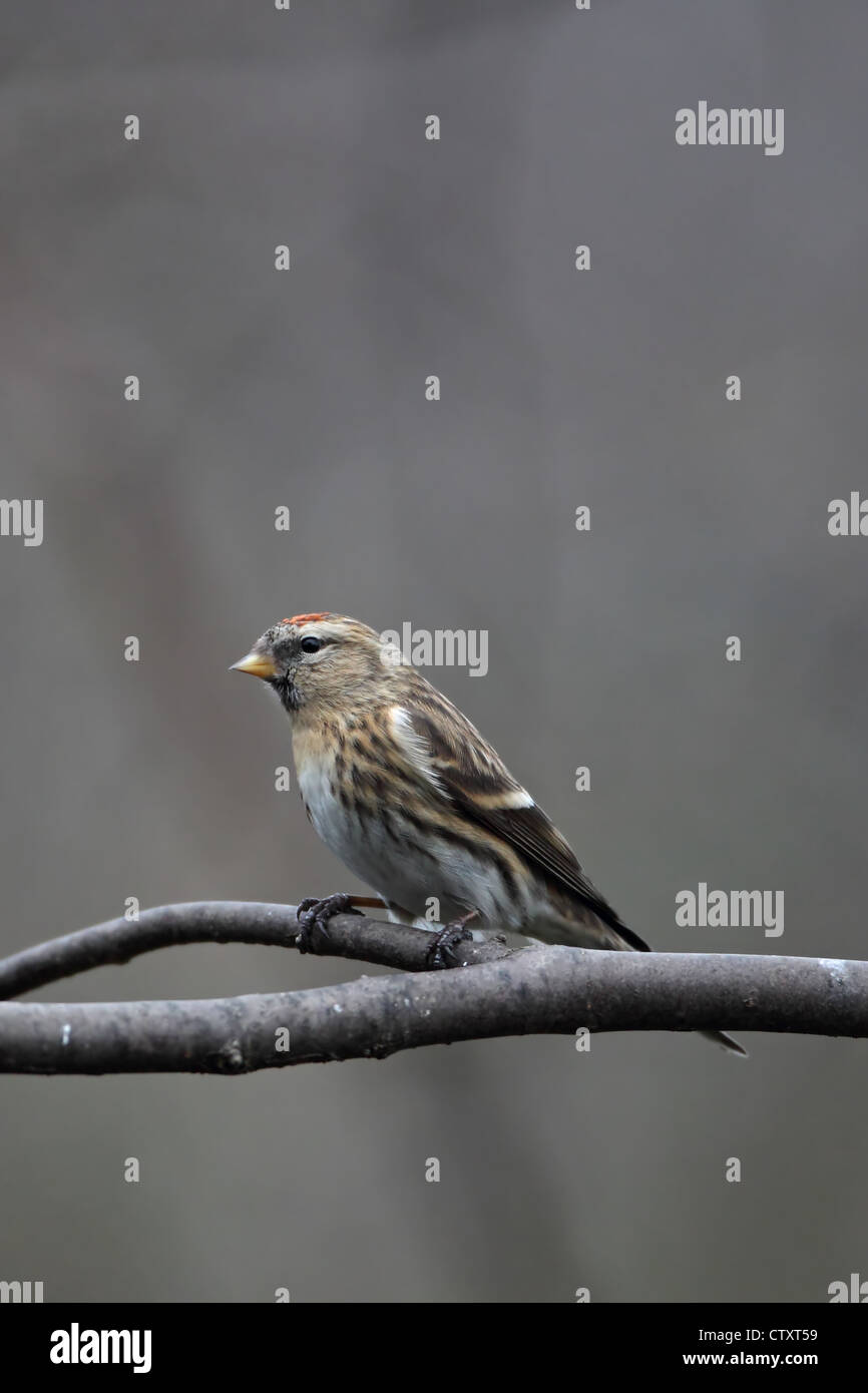 Lesser Redpoll (Carduelis cabaret) Foto Stock