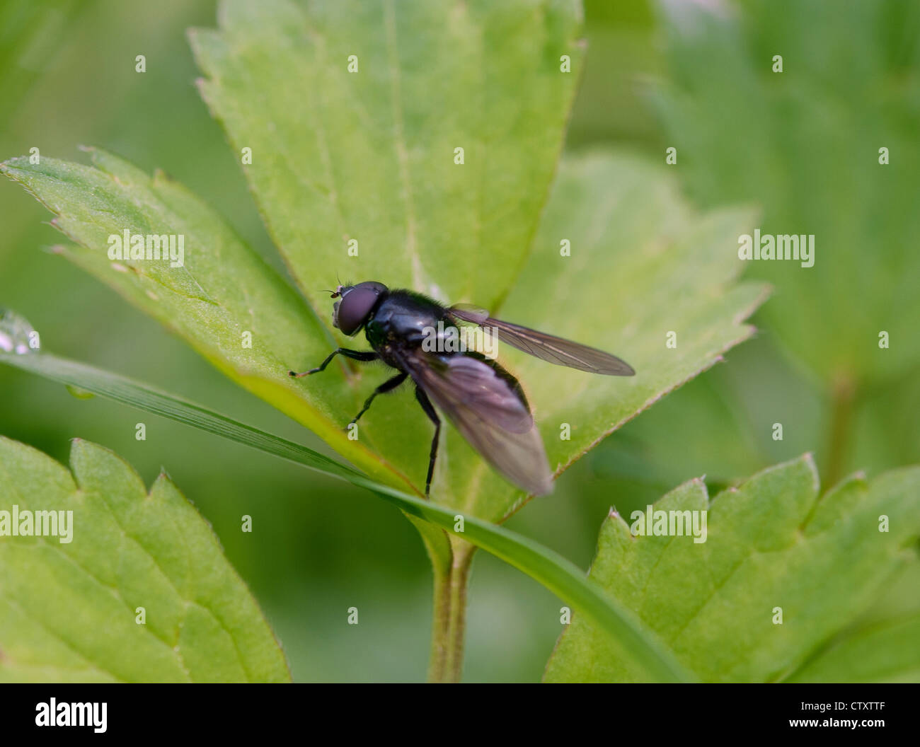 Insetto macro di Mosca sulla lamina Foto Stock