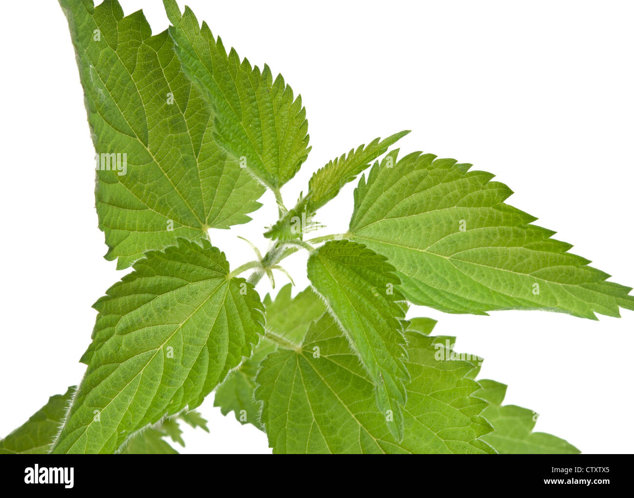 Foglie di ortica isolato Foto Stock