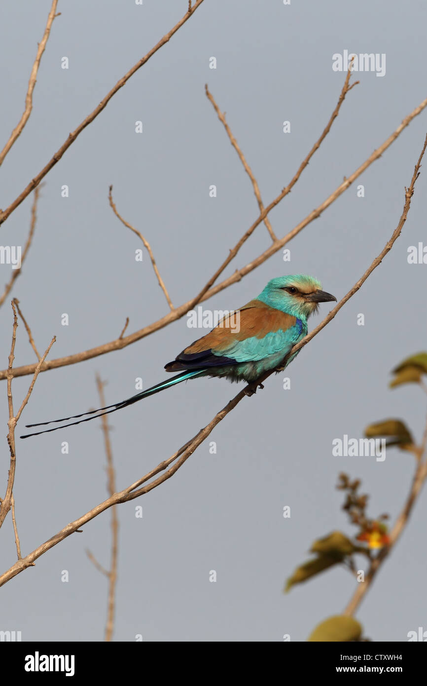 Rullo abissina (Coracias abyssinica) Foto Stock