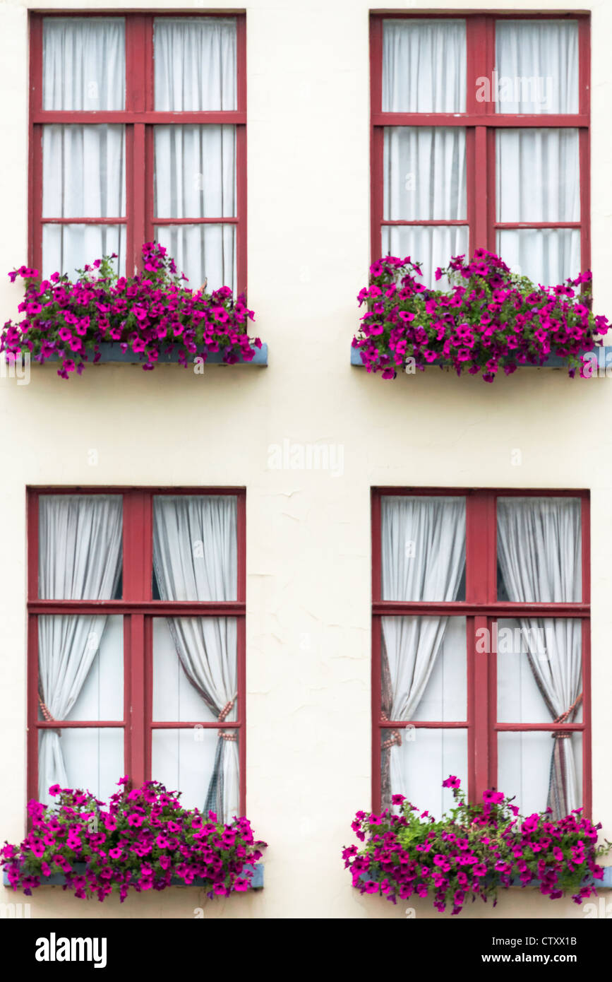 Quattro quadrato rosso sezionato in Windows Vista esterna con finestra scatole contenenti fiori di colore rosso contro lo sfondo di crema Foto Stock