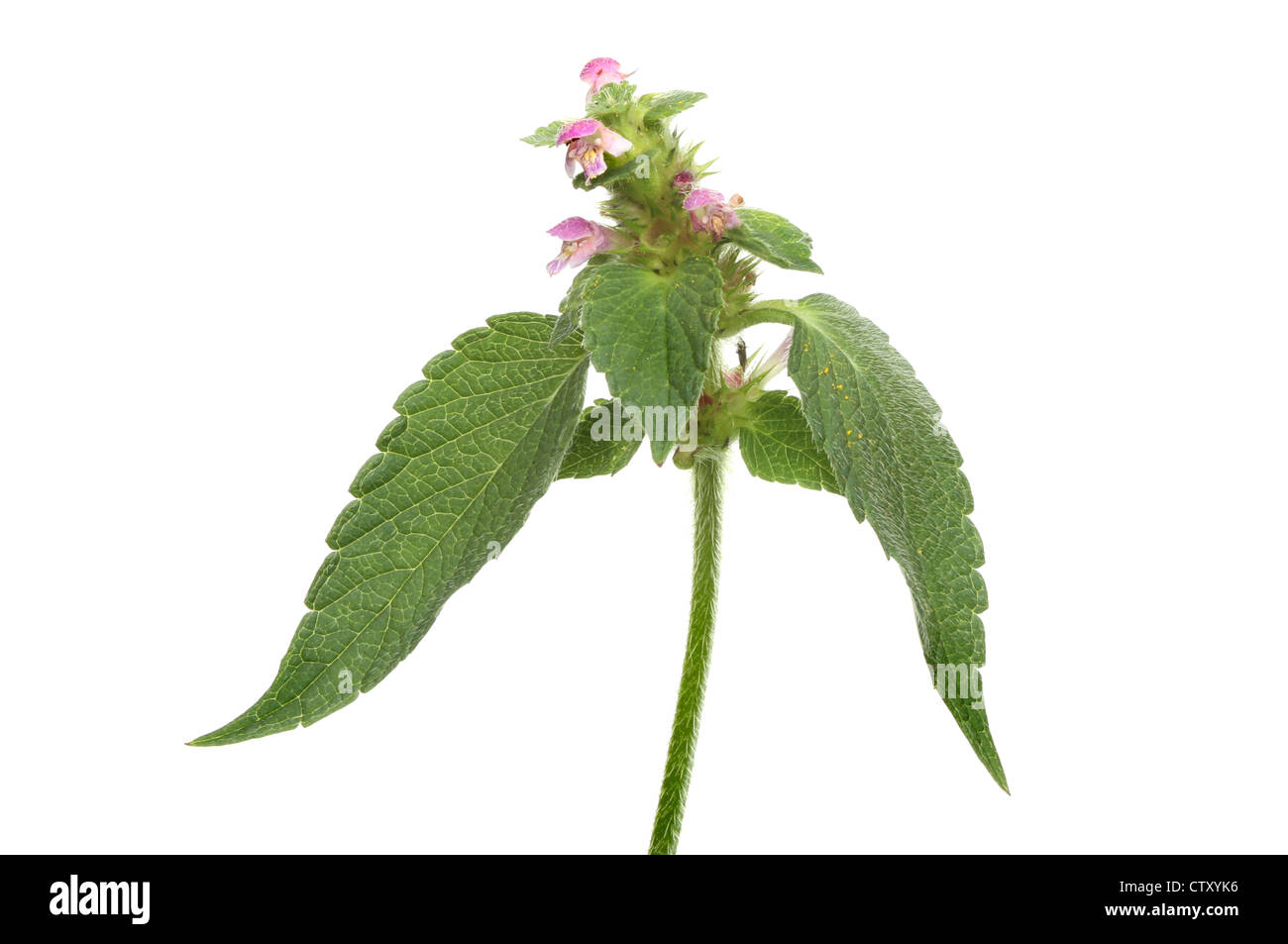 Red dead ortica (Lamium purpureum) fiori e foglie isolata contro bianco Foto Stock