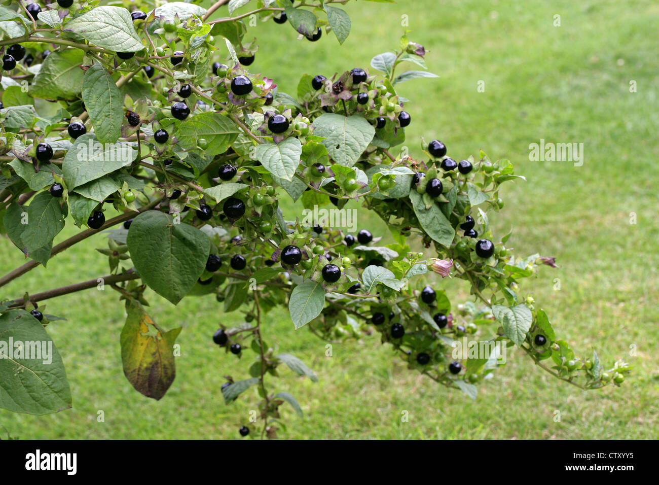 La mortale Nightshade bacche, atropa belladonna, solanacee. In Europa, in Nord Africa e Asia occidentale. Foto Stock