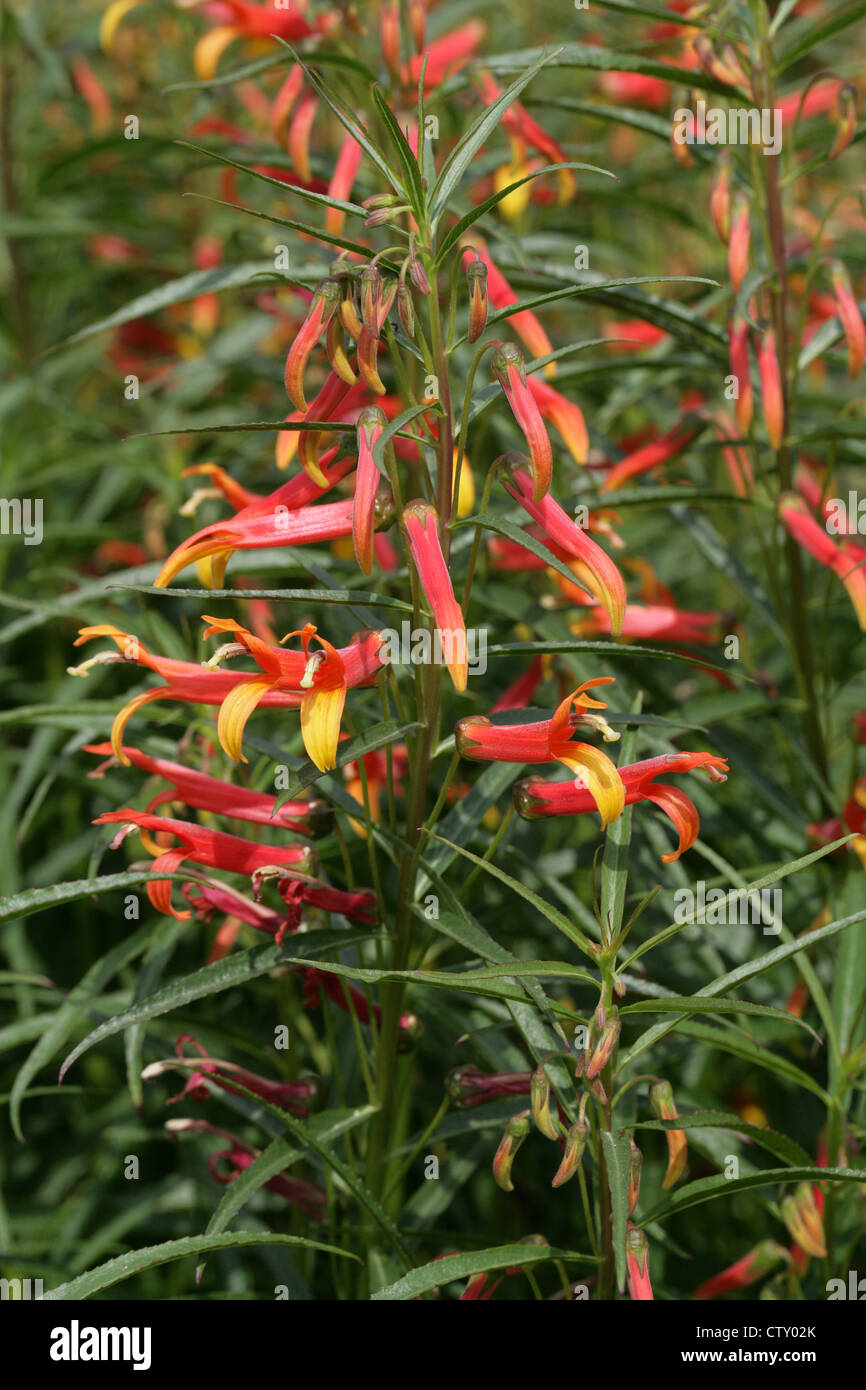 Il Cardinale messicano Flower, messicano Lobelia, Sierra Madre Lobelia, Lobelia laxiflora var. angustifolia, Campanulaceae. Messico. Foto Stock