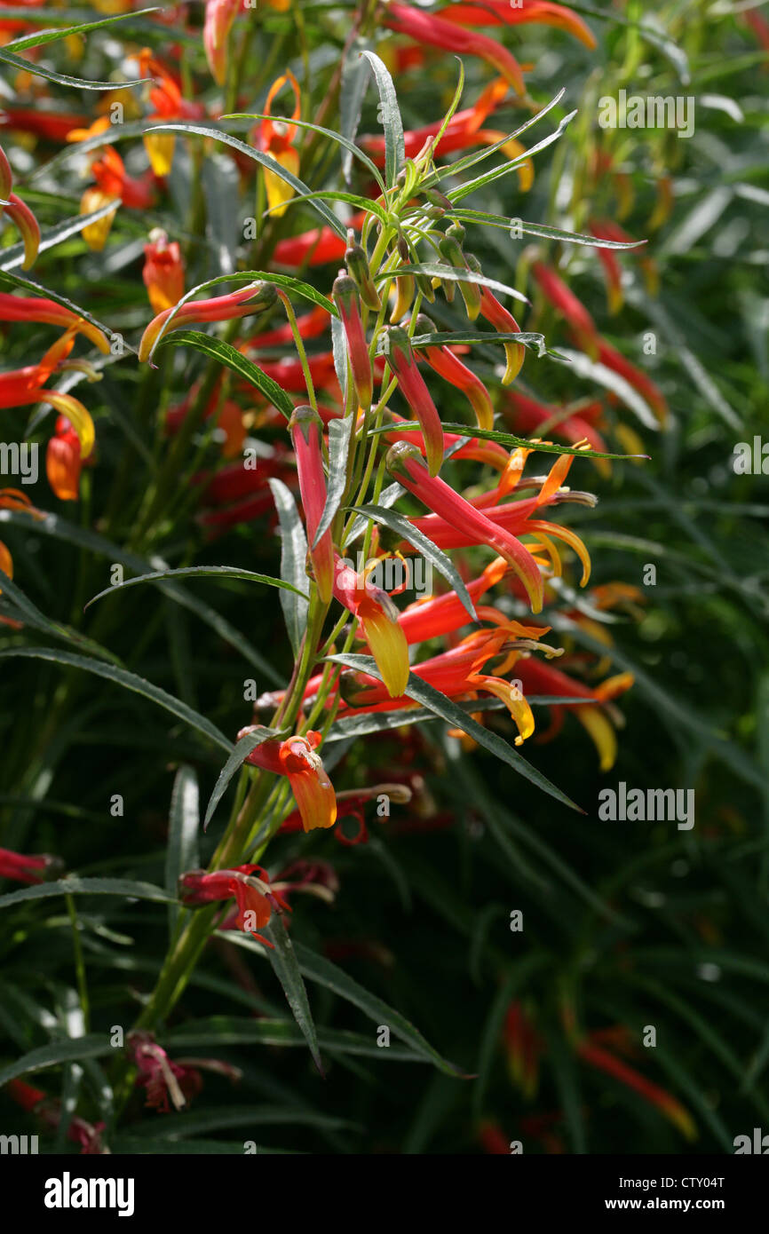 Il Cardinale messicano Flower, messicano Lobelia, Sierra Madre Lobelia, Lobelia laxiflora var. angustifolia, Campanulaceae. Messico. Foto Stock