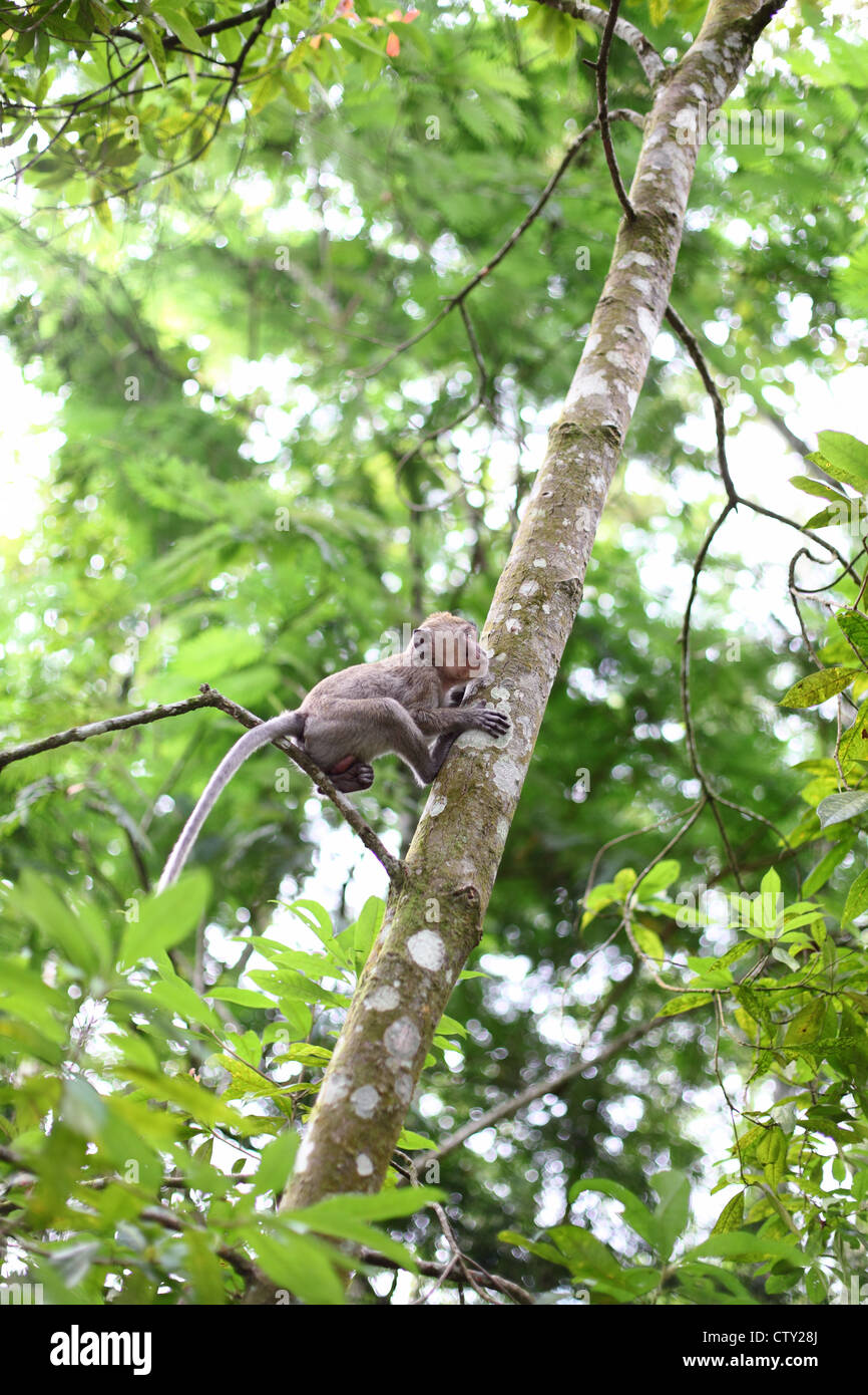 Java centrale, Indonesia, Kaliurang, il Monte Merapi, Kaliurang località di montagna, giungla, scimmia macaco Foto Stock