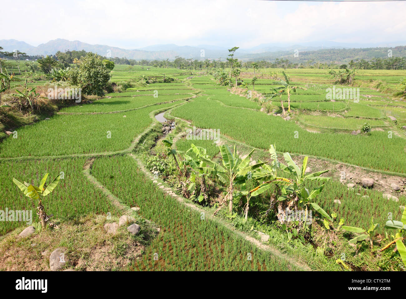 Java centrale, Indonesia, area di Purwokerto, pascolo di allevamento, paesaggio, riso paddy field Foto Stock