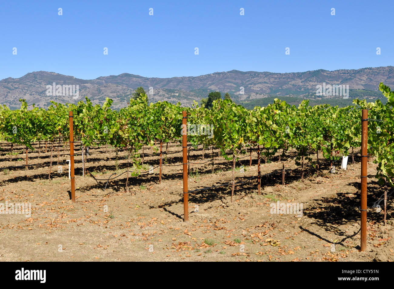 La Valle di Napa California vigneto destinazione di viaggio Foto Stock