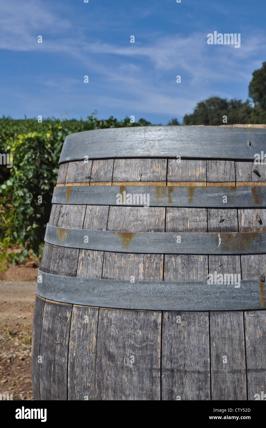 Botte di vino in vigna Foto Stock