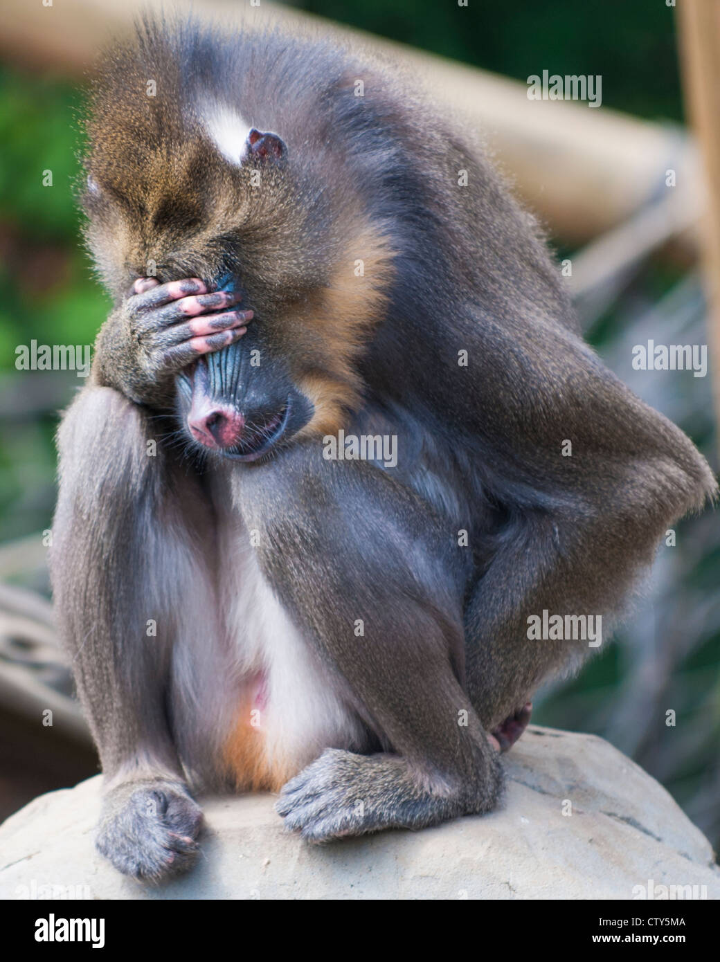 Monkey avente un brutto giorno Foto Stock