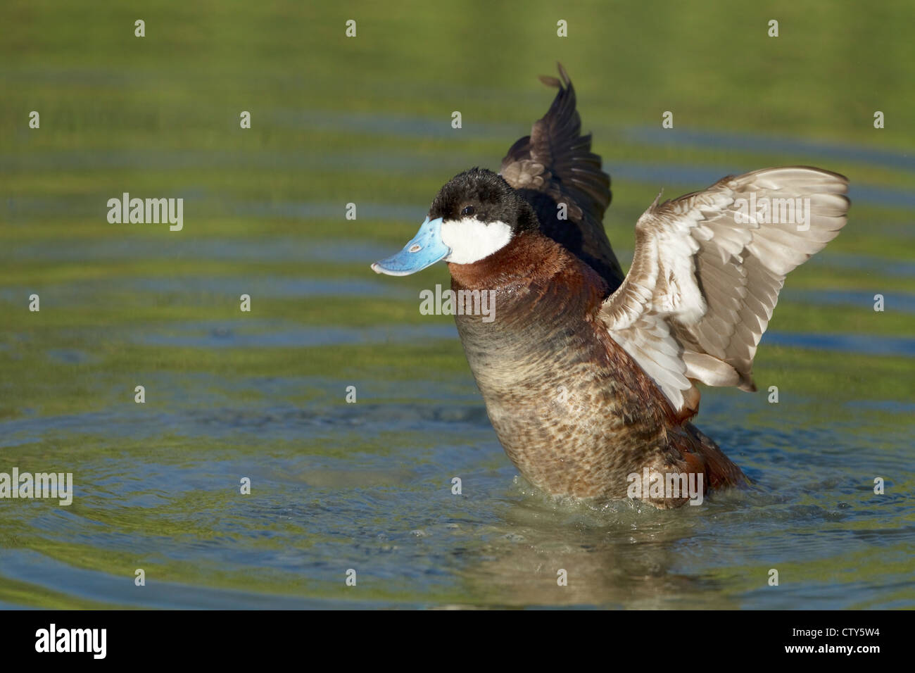 Ruddy Duck - preening Oxyyura jamaicensis Port Aransas Texas. Stati Uniti d'America BI022694 Foto Stock