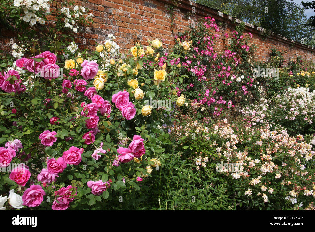 Vecchie Rose Inglesi in una profusione di colore in un giardino murato in Inghilterra Foto Stock