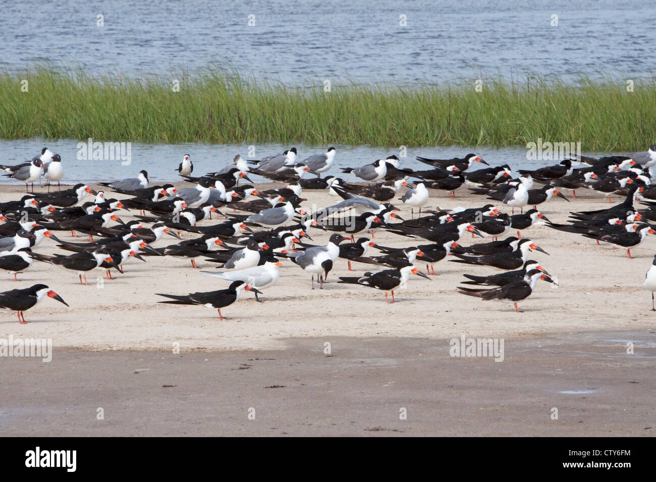 Nero - Skimmer gregge appoggiato su sandbar ad alta marea Rynchops nigra Bolivar Appartamenti Texas. Stati Uniti d'America BI022931 Foto Stock