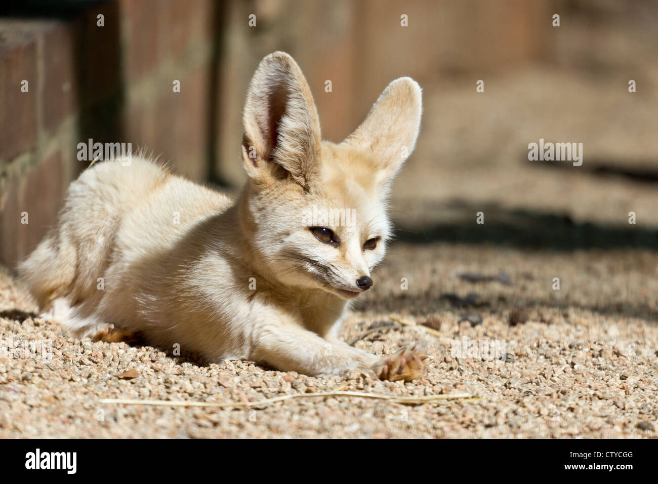 Una sonnolenta Fennec, il più piccolo fox nel mondo Foto Stock