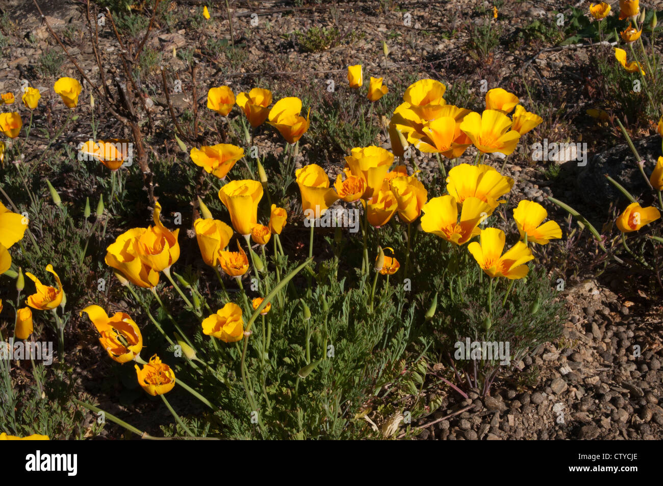 Papavero californiano, un fiore invasivi dal Nord America, è la fioritura nei resti di 1860s Gold Rush in Bannockburn. Foto Stock