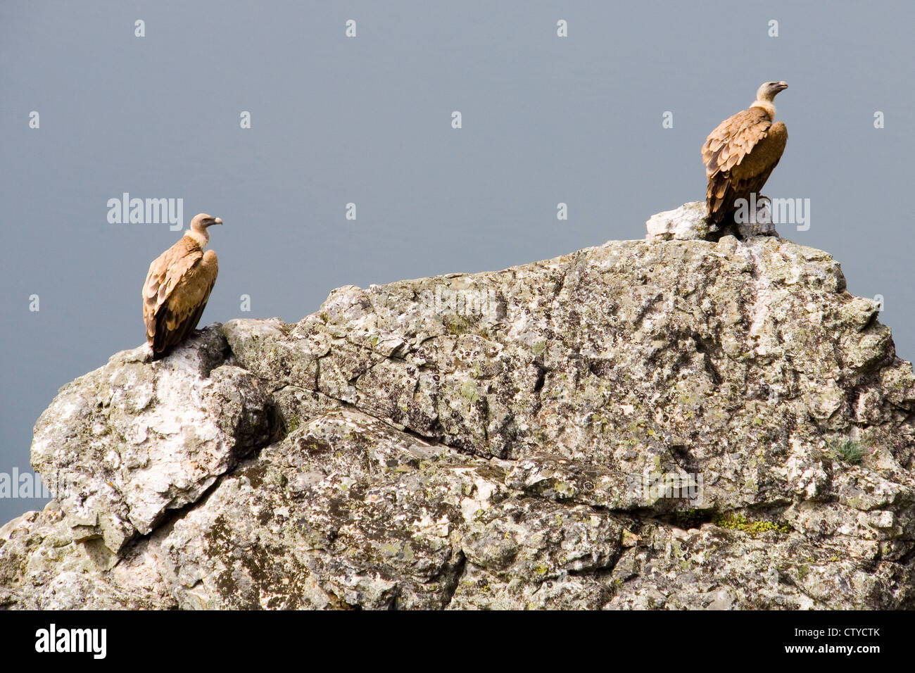 Due Grifoni (Gyps fulvus) in appoggio su di un promontorio roccioso in Monfrague National Park, Estremadura, Spagna centrale Foto Stock